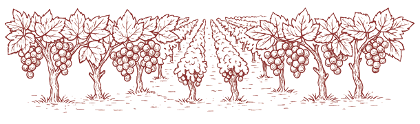 vignes-dessin