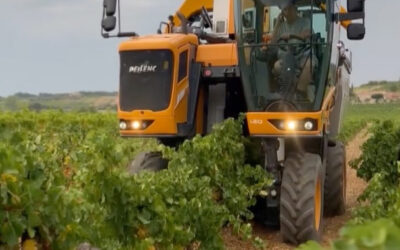 Les vendanges précoces2025 ont commencé au Domaine des Banquettes 🍇
